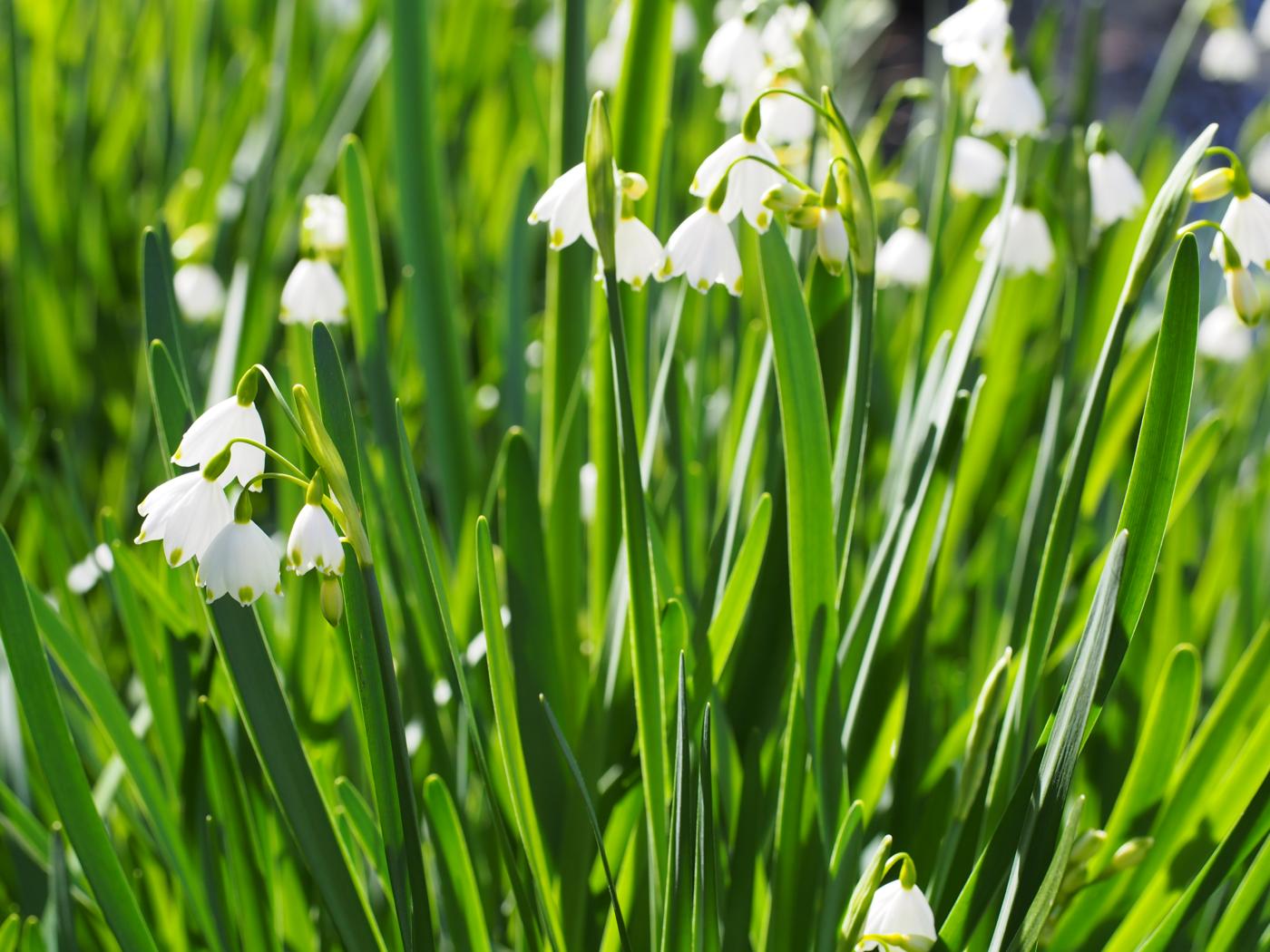 Snowflake, Summer leaf